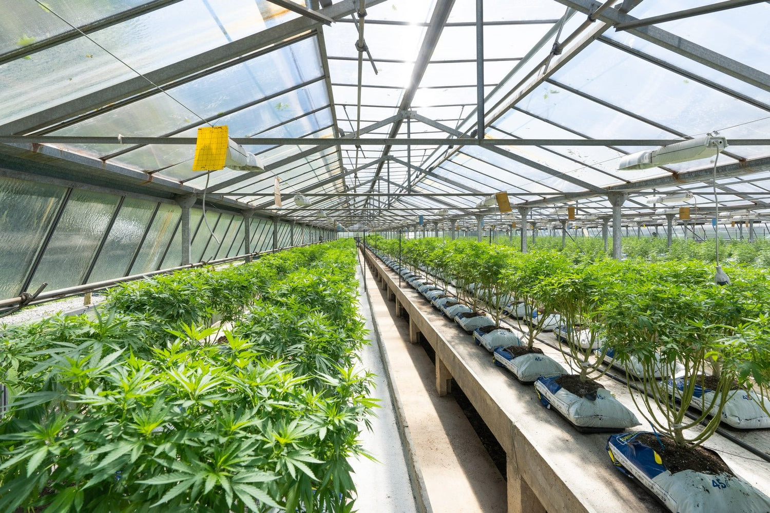 Fournisseur & Producteur CBD - 420 Green road
