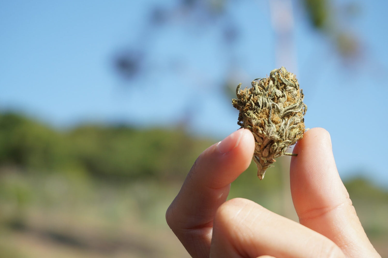 La décarboxylation : qu'est ce que c'est ? - 420 Green road