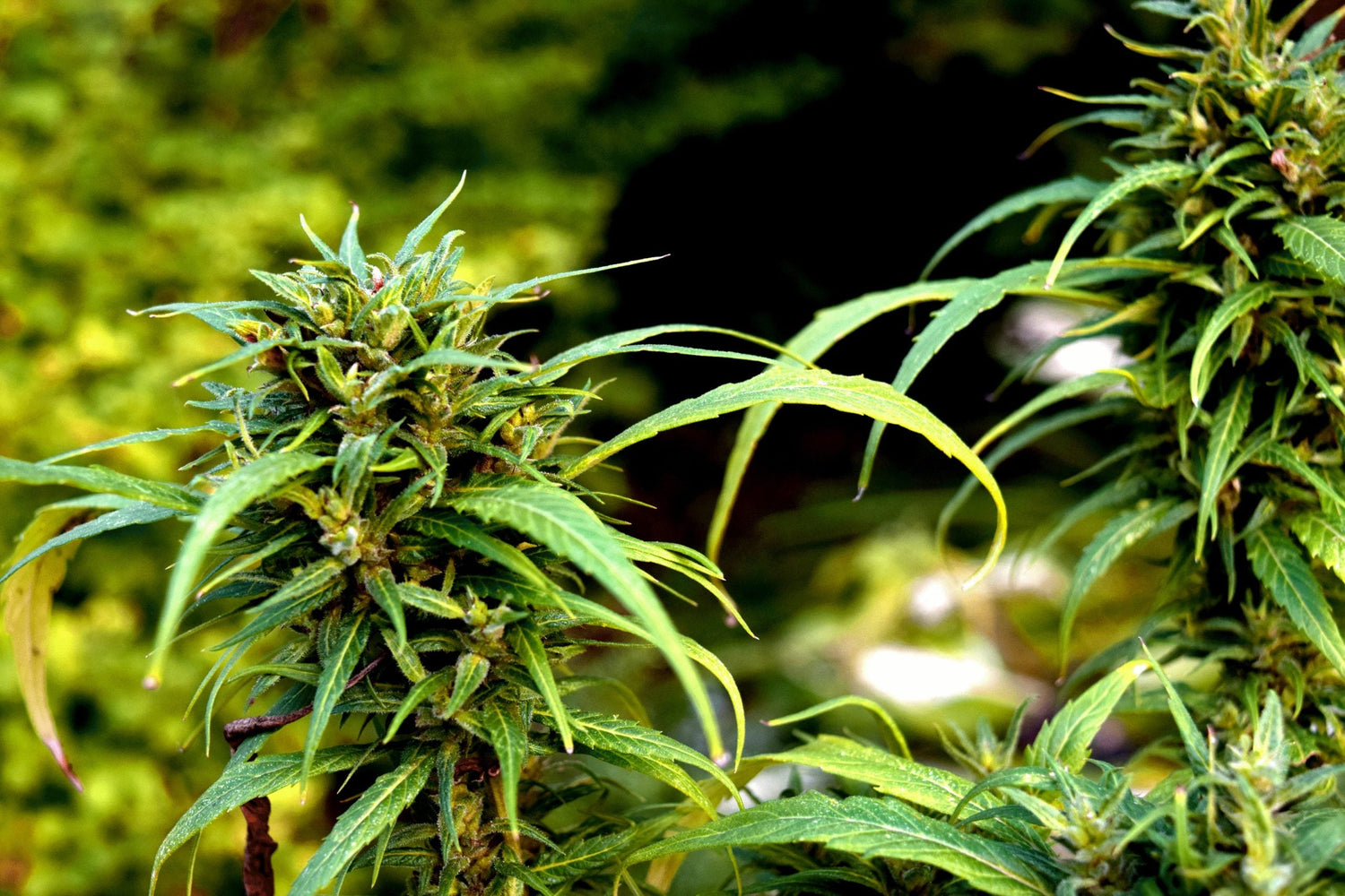 Le rabaissement dans le CBD : « Attention aux arnaques ! » - 420 Green road