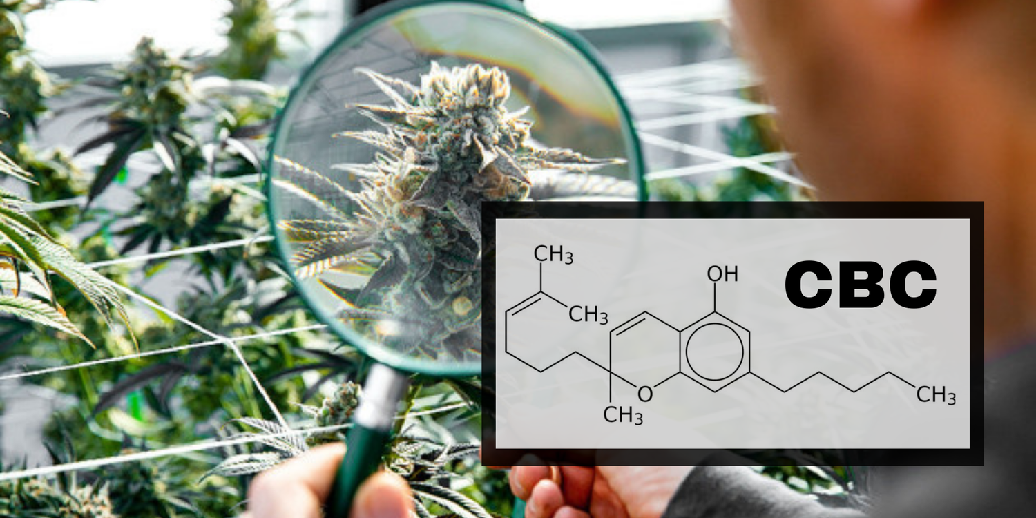 Qu'est ce que le Cannabichromène (CBC) ? - 420 Green road