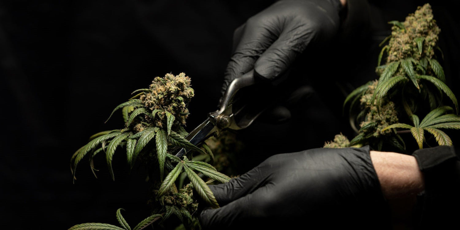 Qu’est-ce que le CBD ? - 420 Green road