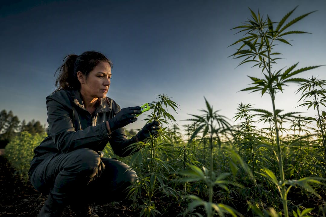 Taux de THC à 0,3 % en France : ce que dit vraiment la loi - 420 Green road