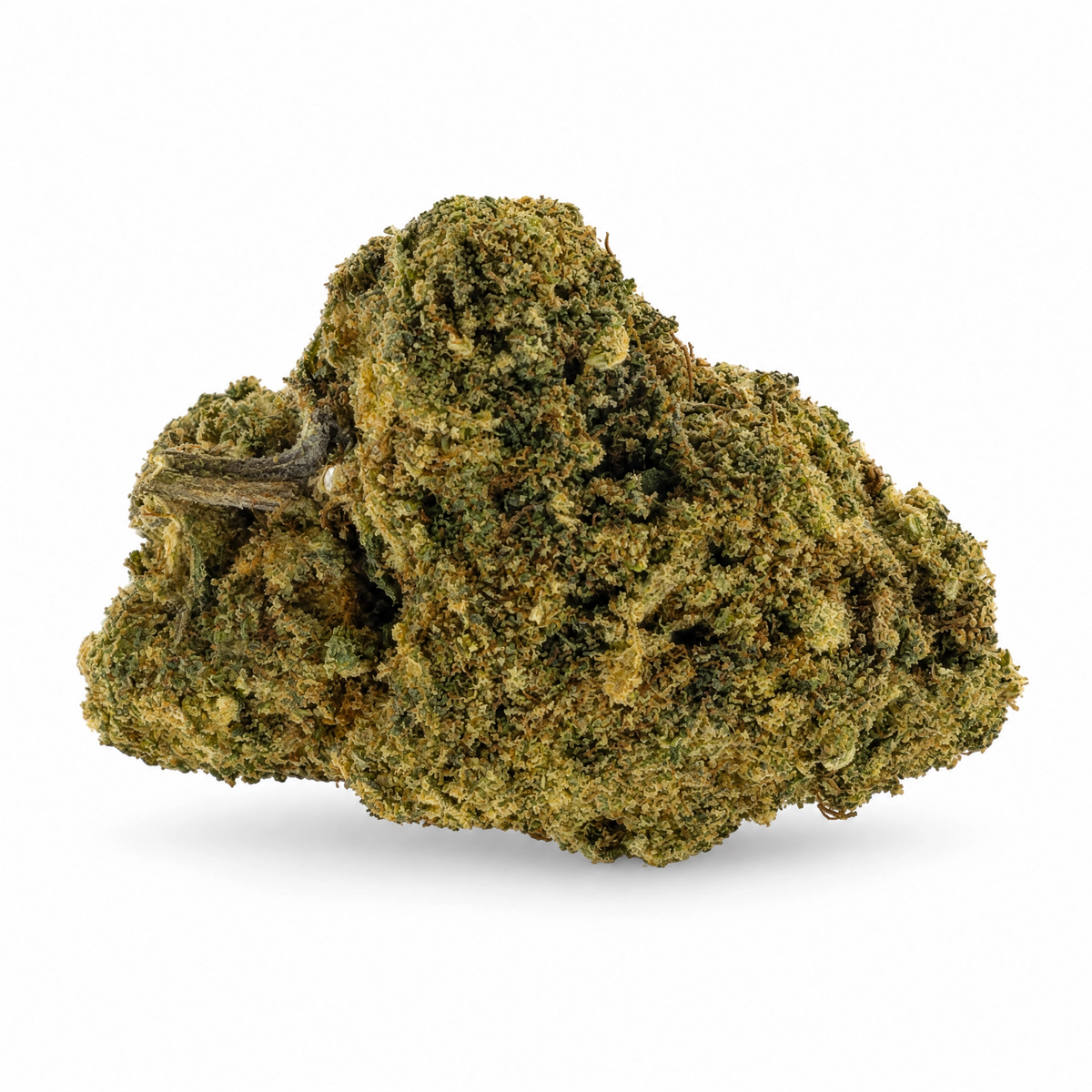 Miss Purple | indoor | 15% CSA